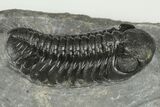 Austerops Trilobite Fossil - Morocco #202988-1